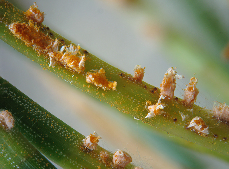 Chrysomixa rhododendri